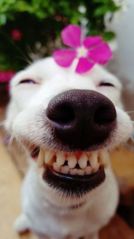 Lưu ngay 69 hình ảnh hài hước về tình yêu hot nhất mxh facebook