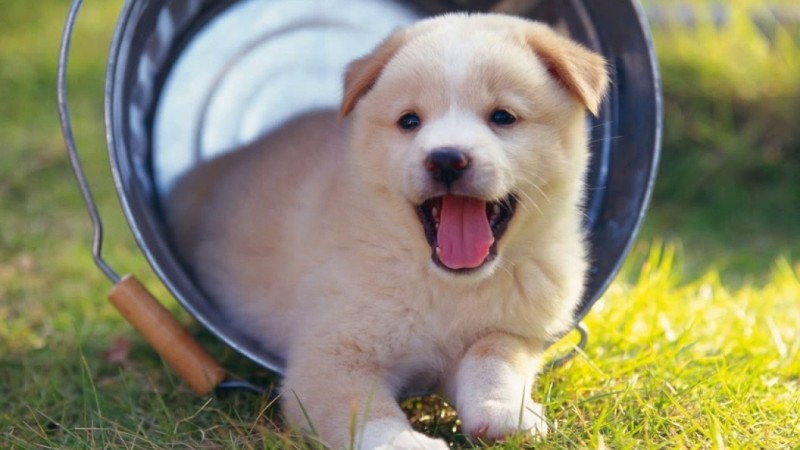 Bộ sưu tập hình Ảnh 6 con chó cute Đáng yêu, hình Ảnh con chó dễ thương png