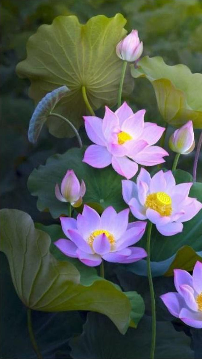 39000+ vé miễn phí hoa sen tấm Ảnh hoa sen Đẹp, chất lượng cao