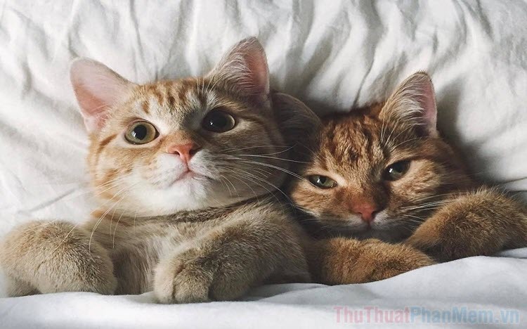 Share Ảnh mèo cute Ôm nhau, Ảnh dễ thương của 2 con mèo Ôm nhau