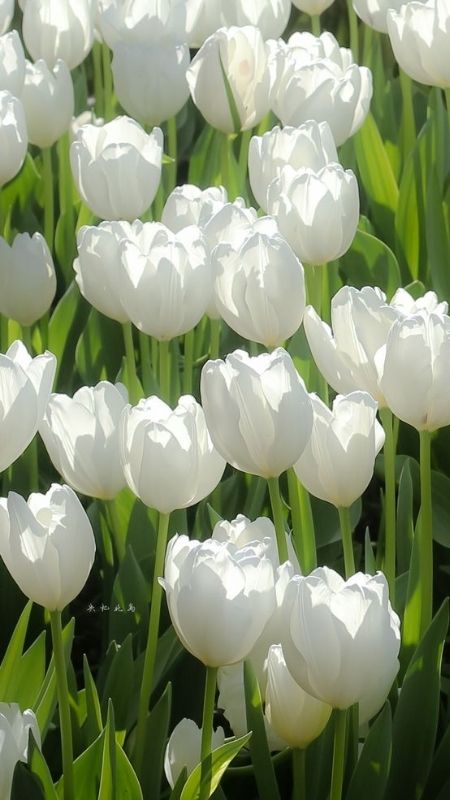 1001+ Ảnh nền hoa tulip full hd, 4k sắc nét Đẹp nhất 2024, 1001+ Ảnh hoa tulip chất lượng cao full hd+