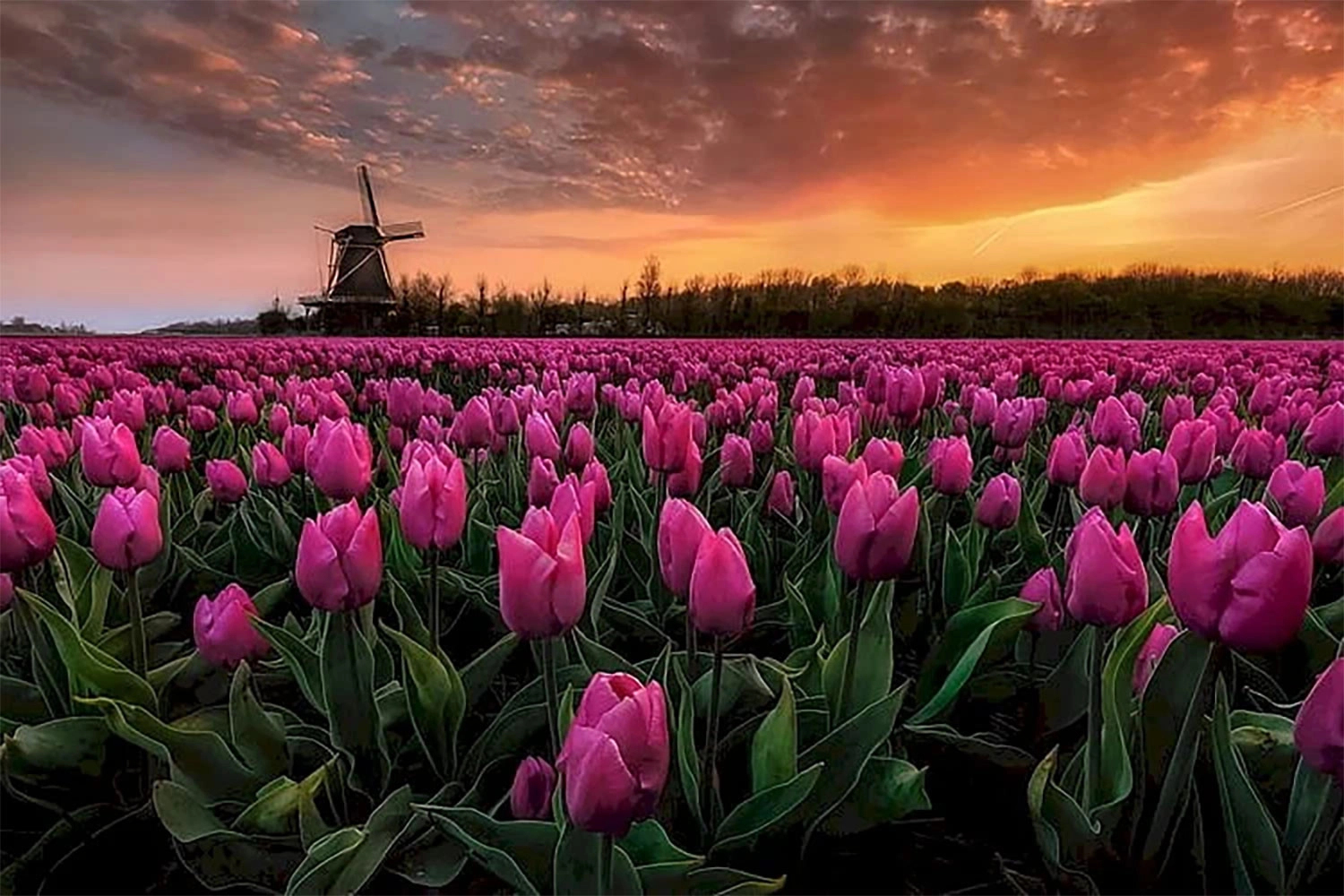 1001+ Ảnh bông hoa Đẹp Ảnh hoa hồng Đẹp nhất và mê hoặc nhất