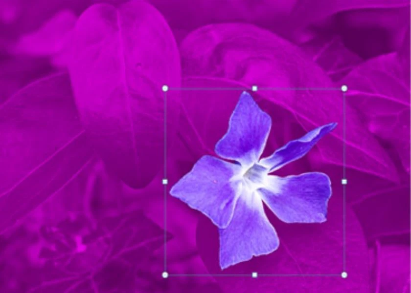 Cách xóa nền ảnh trong powerpoint 2016, xóa ảnh trong powerpoint