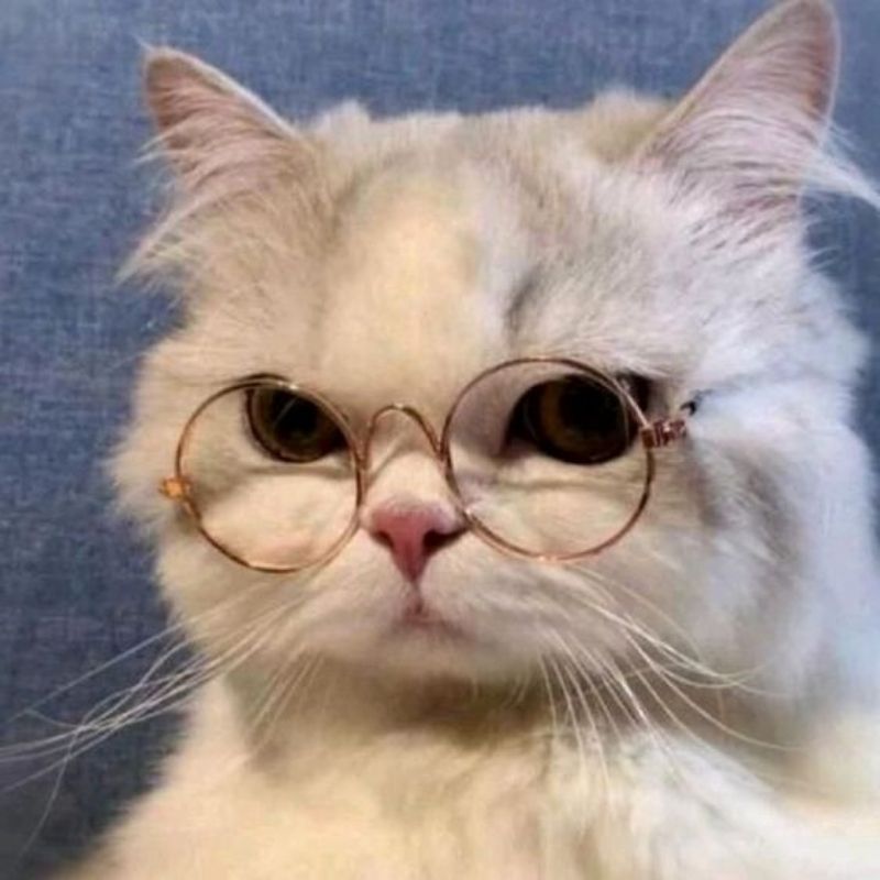 99+ avatar Ảnh mèo cute Ảnh con mèo cute, hoạt hình, ngầu, buồn