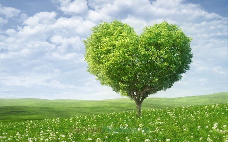 Hình ảnh cây xanh đẹp nhất, 41984 hình ảnh miễn phí của cành cây xanh