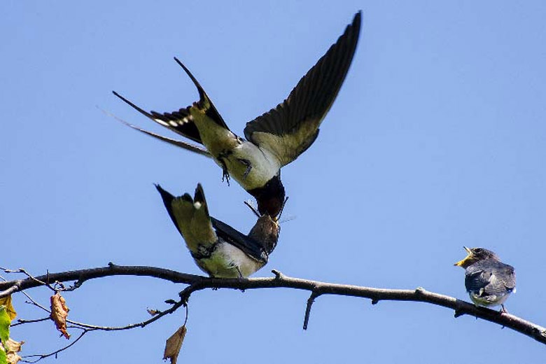 50+ hình ảnh tết đẹp 2024 đẹp, nhìn là thấy tết về, top 10 hình tết 2024 ideas and inspiration