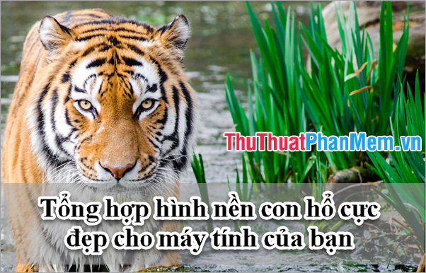 Top 60+ hình nền Ảnh con hổ 3d Đẹp cho Điện thoại, hình Ảnh con hổ cực Đẹp hình 3d