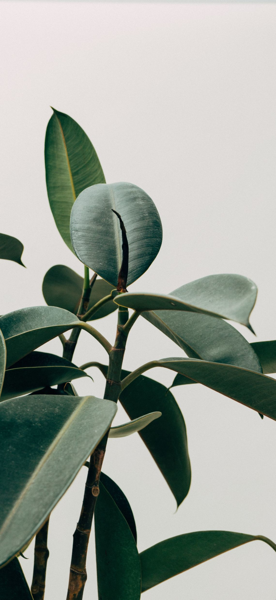 Hình nền Đẹp 4k cho iphone 11, 12, 13, 14, 15 (plus, pro, pro max) 4k Đẹp, nét