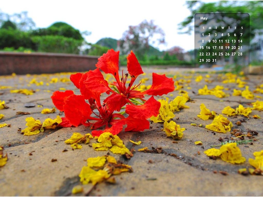 Tìm hiểu về hình nền Đẹp tháng 5 mới coóng, chào Đón mùa hè với bộ hình nền tháng 5 mới coóng