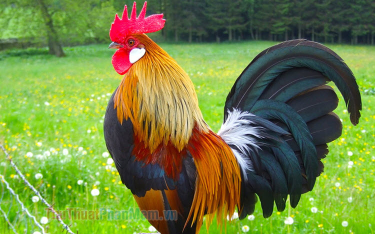 Nền gà trống, hình nền gà Đẹp, hình nền Độc Đáo với con gà trống