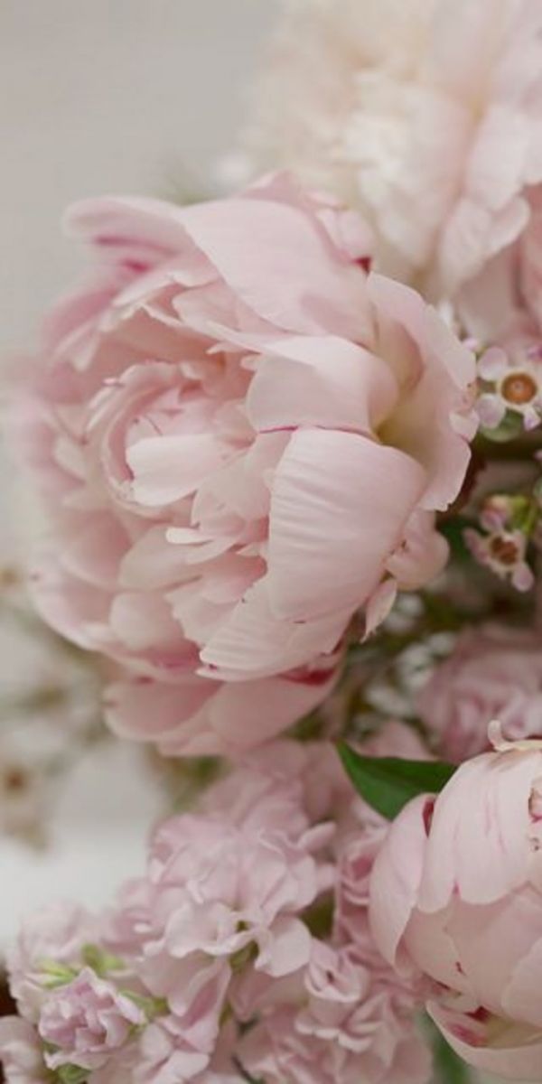 Tổng hợp 50+ hình nền hoa Đẹp cho iphone, bộ sưu tập hình nền hoa sen cho iphone