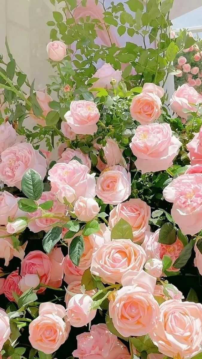 Khám phá vẻ đẹp tinh tế của hình nền hoa hồng 3d, cho điện thoại và máy tính