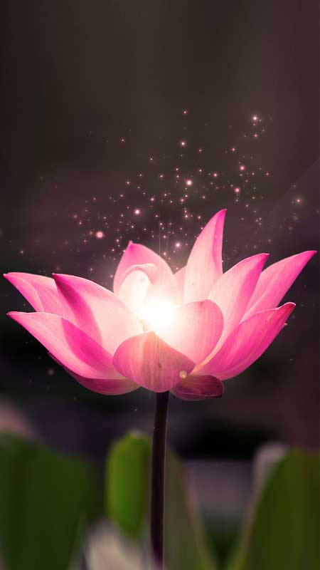 101+ hình nền hoa sen 3d Đẹp, hình nền hoa sen 3d Đẹp Đến tuyệt vời