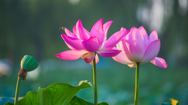 Top 200+ hình nền hoa sen đẹp nhất cho điện thoại, ảnh về hoa sen