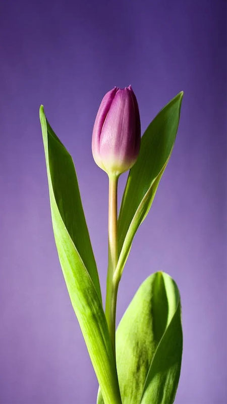 Top hình nền hoa đẹp hình nền điện thoại, just a moment