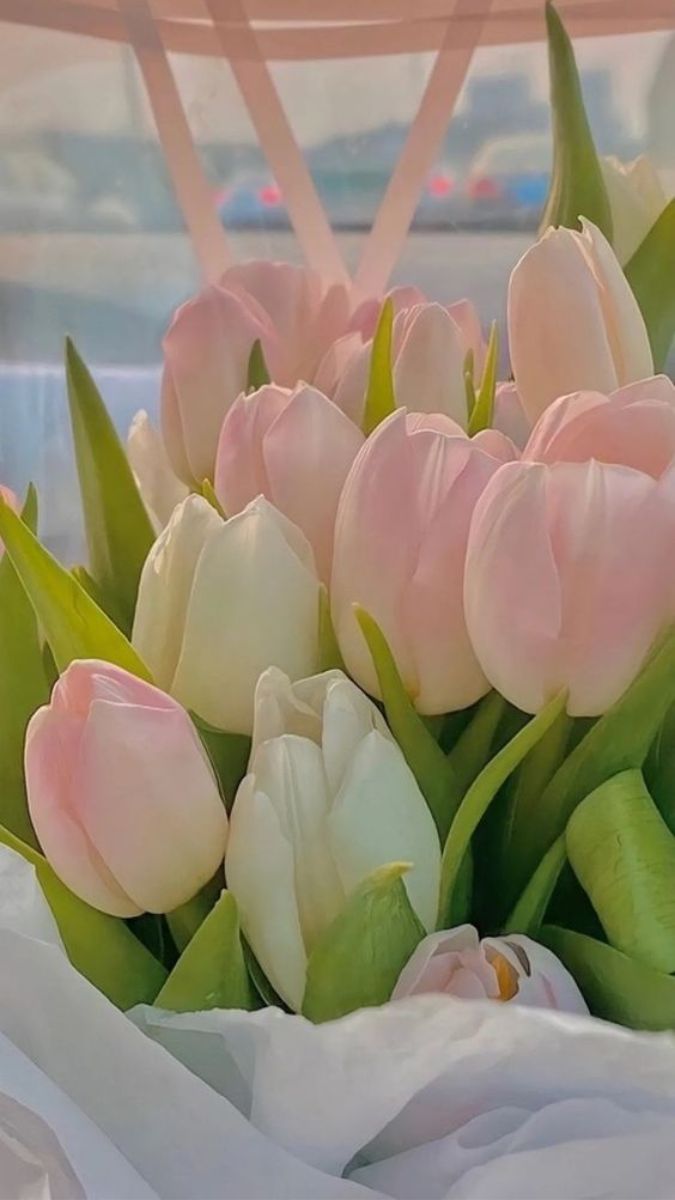 600000+ hoa tulip hình nền hoa tulip chill cute đẹp nhất 2023