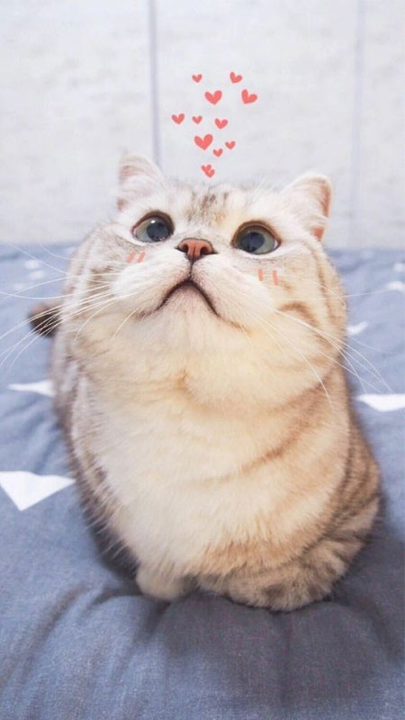 Tải hình nền Điện thoại cute nhất cho iphone, android, hình nền Điện thoại cute