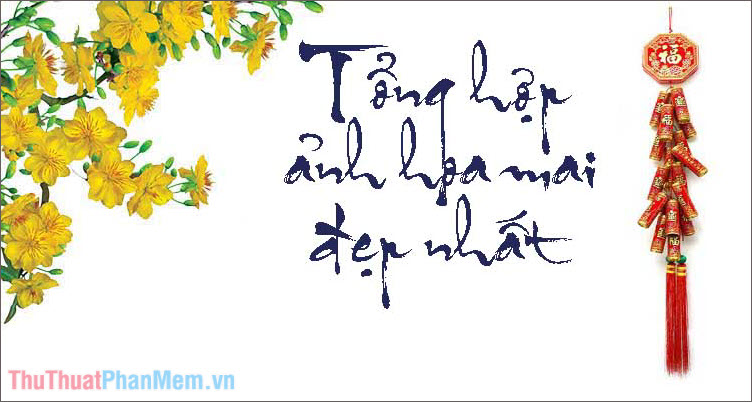 Nền hoa mai, hình ảnh nền tải hình nền hoa mai vàng đẹp nhất cho máy tính